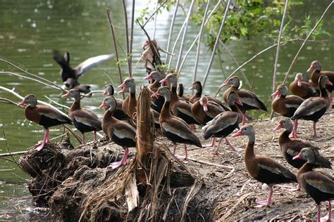 Animals of Audubon Zoo New Orleans Louisiana Photograph by Sean ...