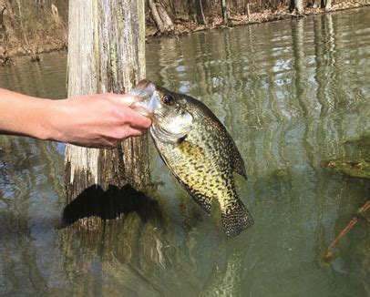 Get out those crappie poles – Mid-South Hunting & Fishing News