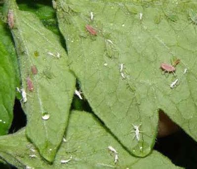 Aphids – On Tomato | Walter Reeves: The Georgia Gardener