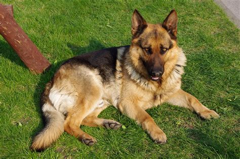 Choosing The Best German Shepherd Harness - Dog N Treats