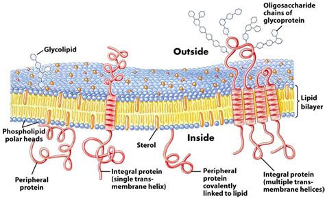 Biochemistry: Fluid Mosaic Model OR Lipid Bilayer Structure of Cell ...