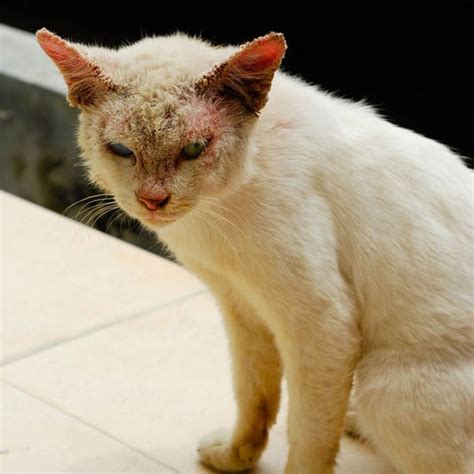 What Is Ringworm and What Are Its Symptoms in Cats? - Catster