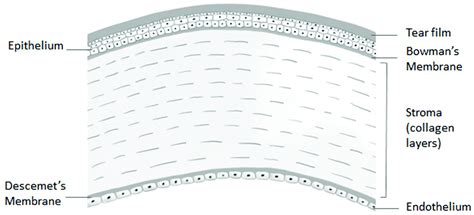 Corneal Epithelium Layers