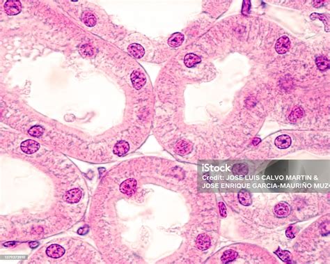 Kidney Proximal And Distal Convoluted Tubule Stock Photo - Download ...