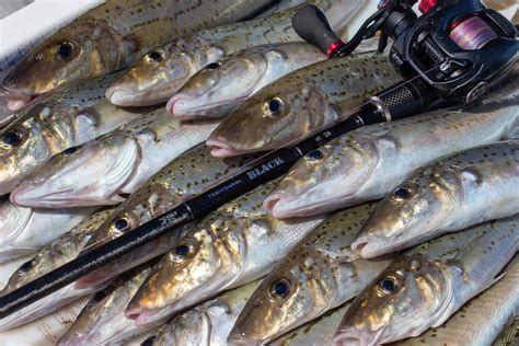 King George Whiting Tackle – Daiwa Australia