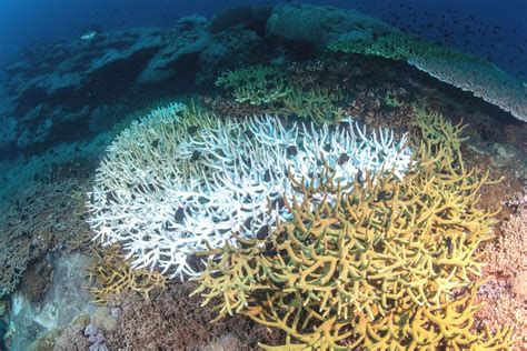 Coral Bleaching: Causes, Consequences and Cures – People4Ocean