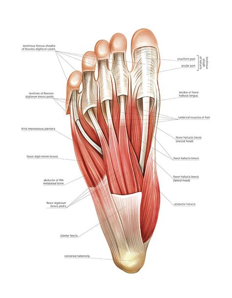 3 Exercises For Foot Strength — ONI | Wellington Personal Training Studio