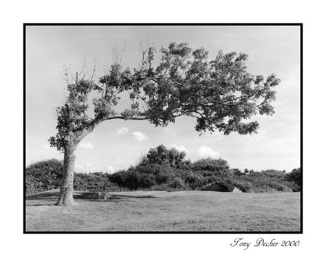 Warped tree | Warped tree in northern France. Picture taken … | Flickr