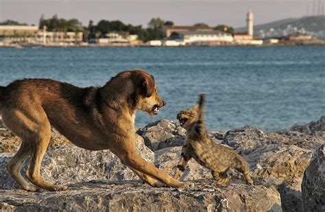 Dog Cat Fight - 1Funny.com