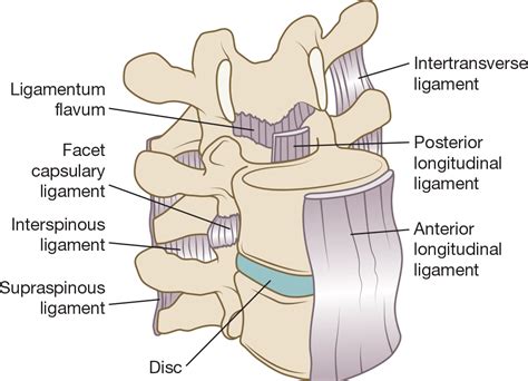 Ligamentum Flavum Anatomy - Human Anatomy