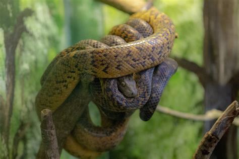 Central Florida Zoo & Botanical Gardens Jamaican Boa Attraction ...