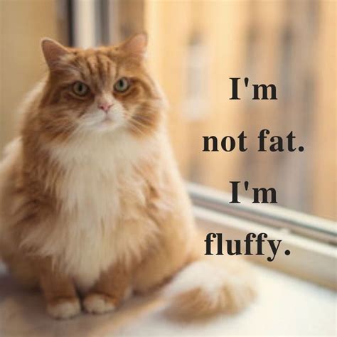 fluffy cats memes | Cat memes, Fluffy cat, Cats