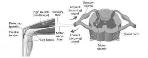 The Patellar Reflex as a Model for Neural Function - Cardiac Muscle