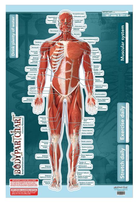 Muscular System Sticky Wall Chart- Anterior - Clinical Charts and Supplies