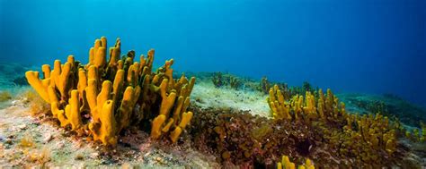 Sea Sponges: Key Biological Organisms in Combating the Climate Crisis ⋆ ...