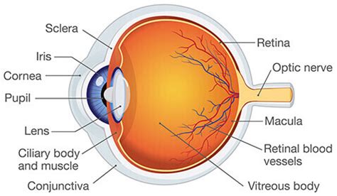 Eye Doctor Manchester | Eye Anatomy Bedford | Medical Eye Center