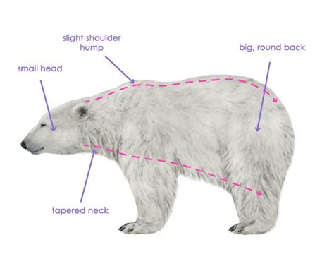 Pin by Claudia Mags on Polar bears | Polar bear drawing, Polar bear ...