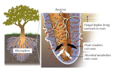 Rhizosphere - Permawiki