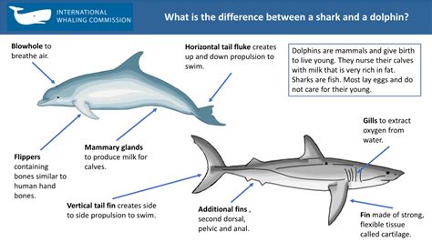 What Is the Difference Between a Shark and a Dolphin? - DocsLib