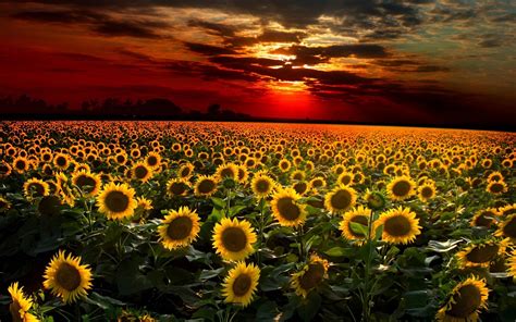 Sunflowers Wallpaper (61+ images)