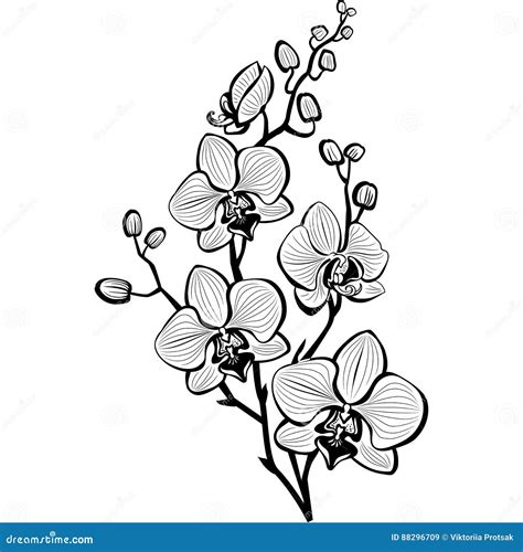 Orchid Cartoon Vector | CartoonDealer.com #9443235