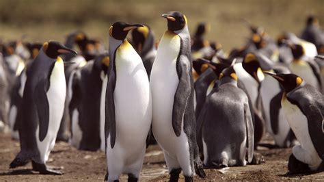 Climate change threatens most king penguin habitat | MPR News