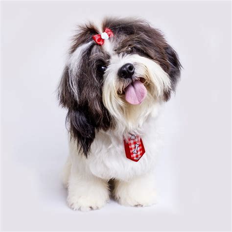 Are Shih Tzu Dogs Good for Seniors?