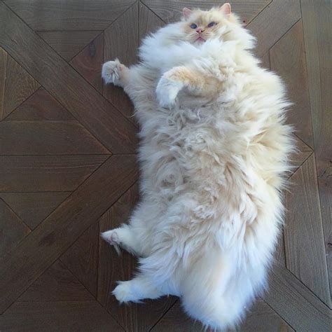 Incredibly Fluffy Ragdoll Cat Resembles a Giant Cuddly Cotton Ball