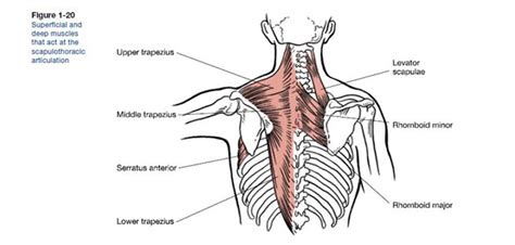 Scapulae | Muscles That Make It Move | ACE Blog