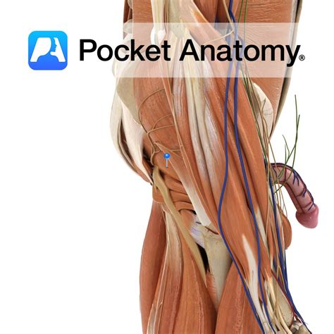 Piriformis - Pocket Anatomy