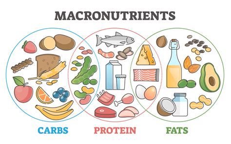 An Overview of Macronutrients and Their Role in Nutrition - Theatre Group