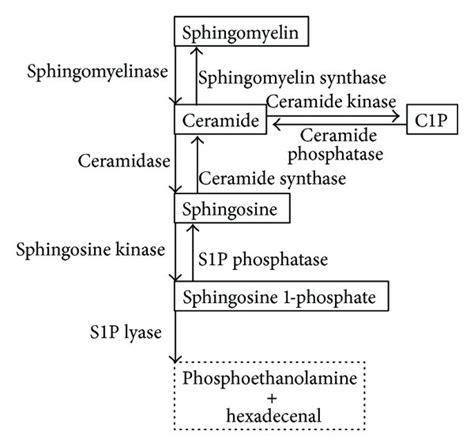 The sphingolipid system. (a) The pathway of sphingolipid synthesis and ...