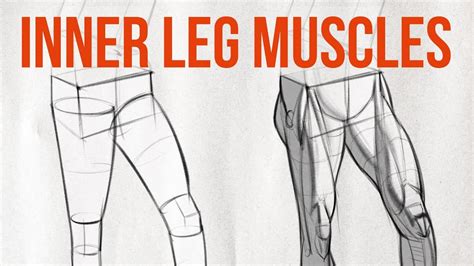 How to Draw Legs - The Adductors - YouTube