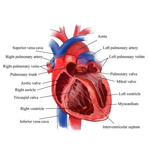 Interior View Of The Human Heart | MedicineBTG.com