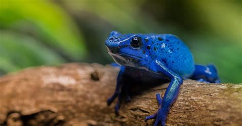 National Aquarium - Blue Poison Dart Frog