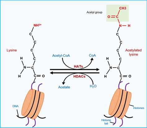 Regulation of histone acetylation dynamics. HATs (histone... | Download ...