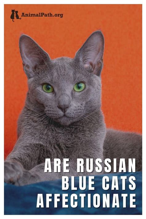 Are russian blue cats affectionate? If you are curious to know more ...