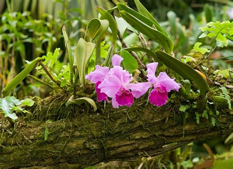 Tropical Rainforest Plants Orchids