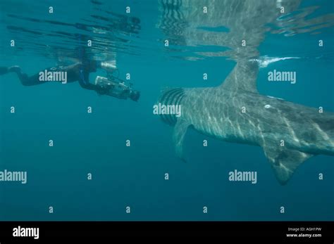 basking shark feeding in the UK Stock Photo - Alamy