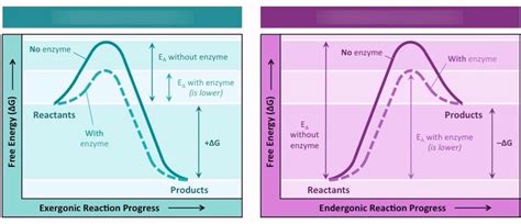 Endergonic and exergonic reactions Diagram | Quizlet