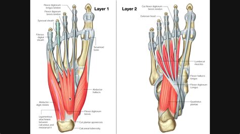 Intrinsic Muscles of the Feet [Part 1] | Layers 1 & 2 - YouTube