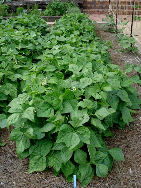 Growing Snap Beans - Bonnie Plants