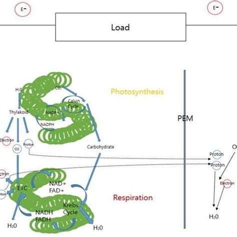 In Spirulina, cells are aggregated into filaments that tend to form ...