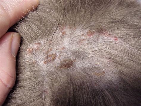 Flea Scabs On Cat | Tyres2c