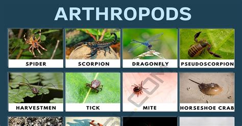 Arthropods: List of Popular Arthropods with Useful Facts • 7ESL