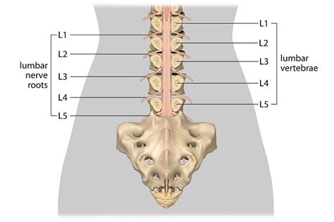 Lumbar Spinal Cord Injury