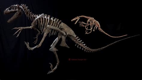 New Utahraptor Skeleton Replica | DINOSAURS ROCK SUPERSTORE | Fossil ...