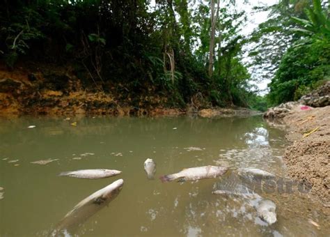 Pencemaran Sungai Meru jejas imej industri getah | Harian Metro