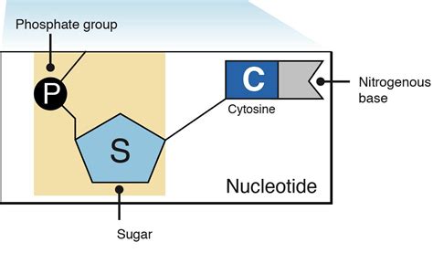 This is a nucleotide, the monomer that makes up nucleic acids.