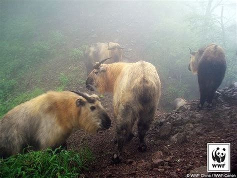 Herd of Takin caught by a camera trap in China by World Wildlife Fund ...